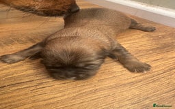 Mixed Breed dogs for sale: Shih tzu x patterdale puppies - Advert 5