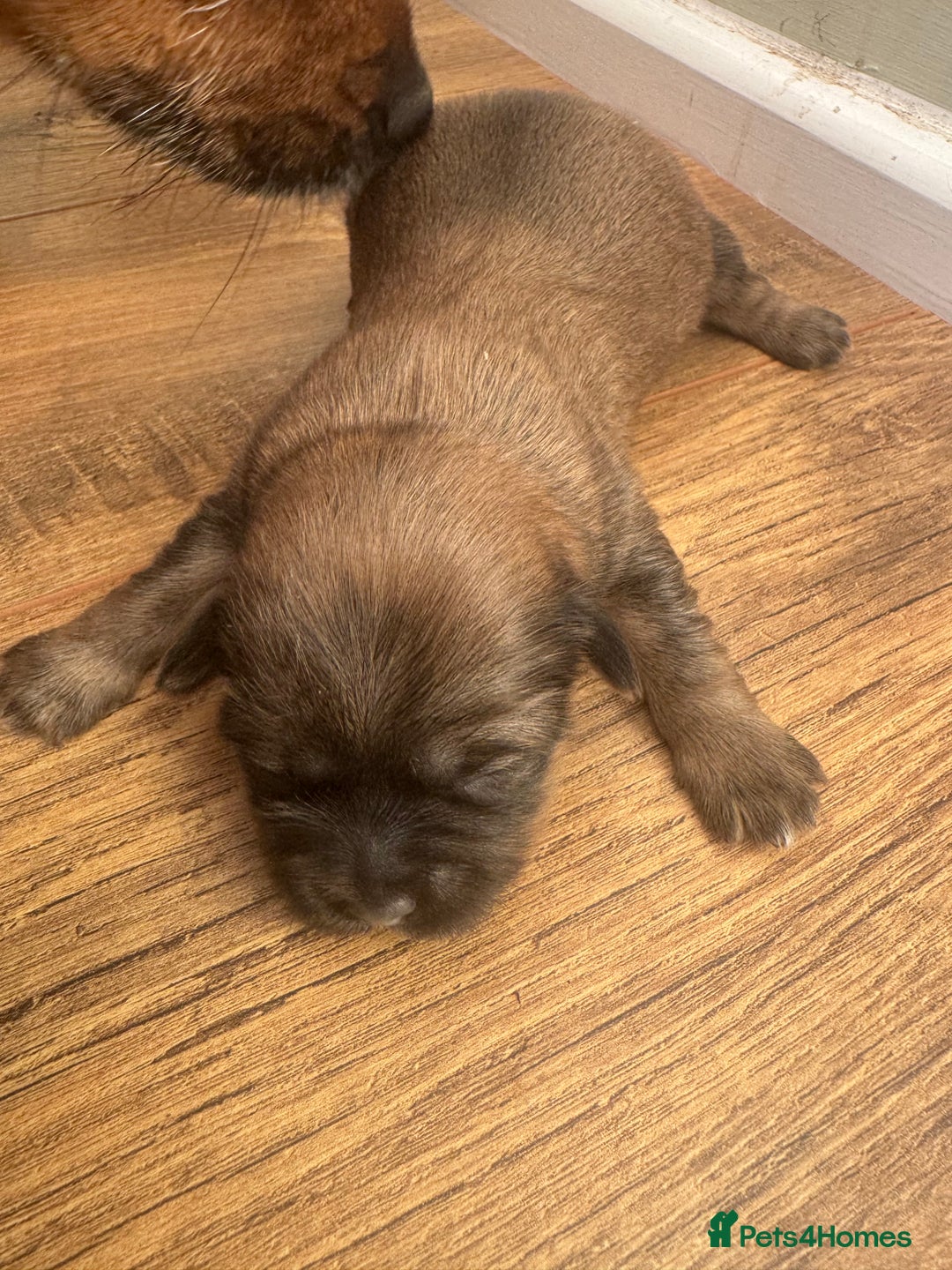 Mixed Breed dogs for sale: Shih tzu x patterdale puppies - Advert 5