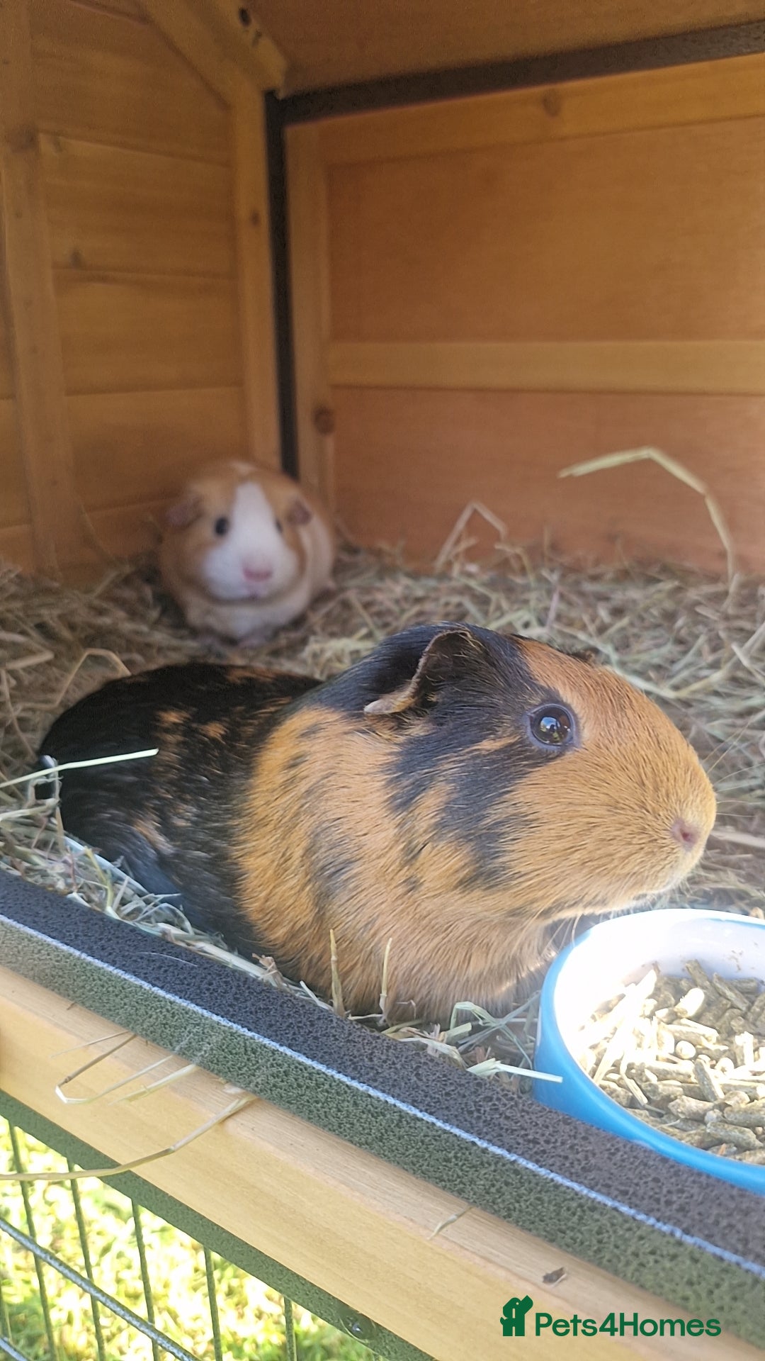 Guinea Pig rodents Two female Guinea pigs - Advert 1