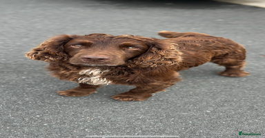 Cocker Spaniel dogs - Advert 1
