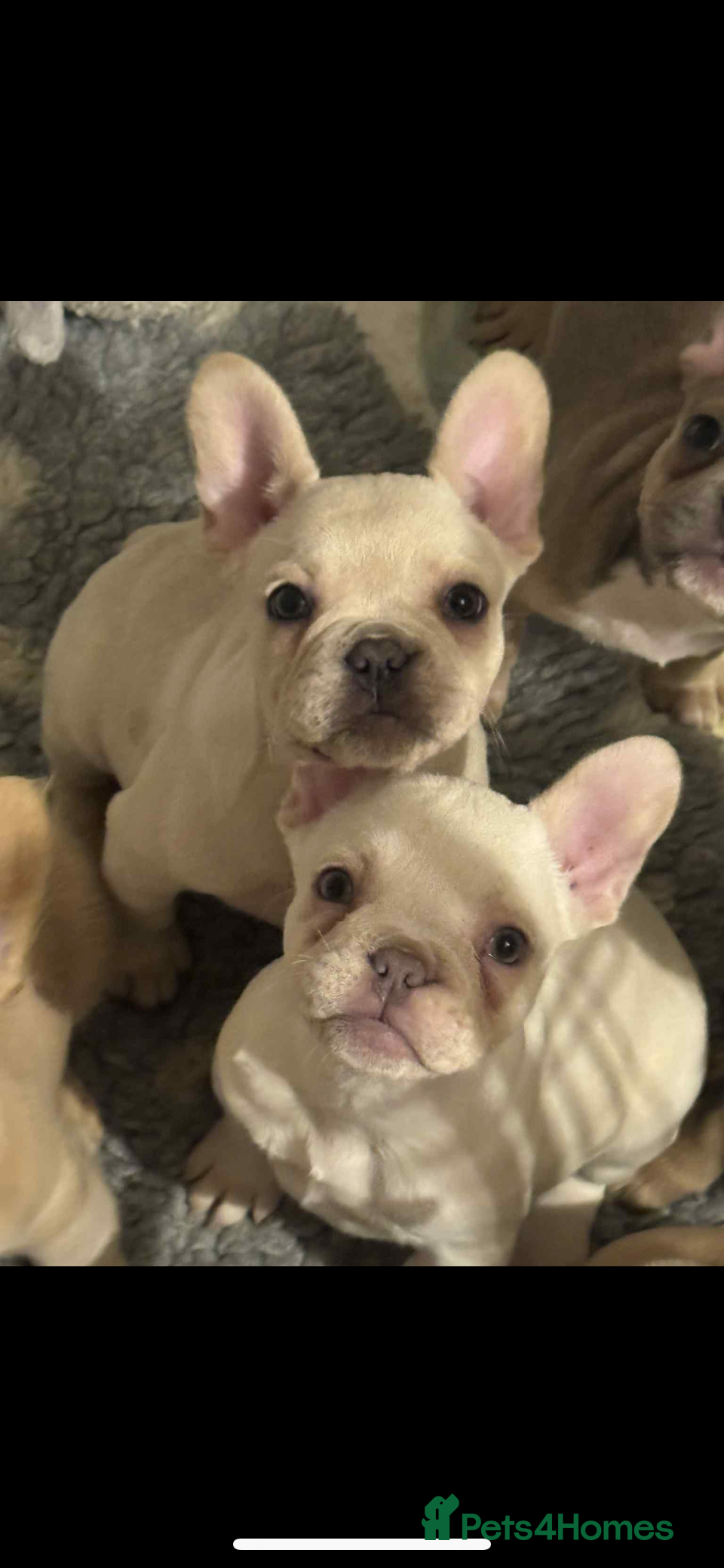 French Bulldog dogs French bulldog pups Reduced x5 available x2 fluffy - Advert 9