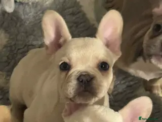 French Bulldog dogs French bulldog pups available (Reduced) - Advert 2