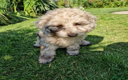 Cockapoo dogs for sale: Cockerpoo 1 boy (brown) and 1 girl (Merle)  - Image 2