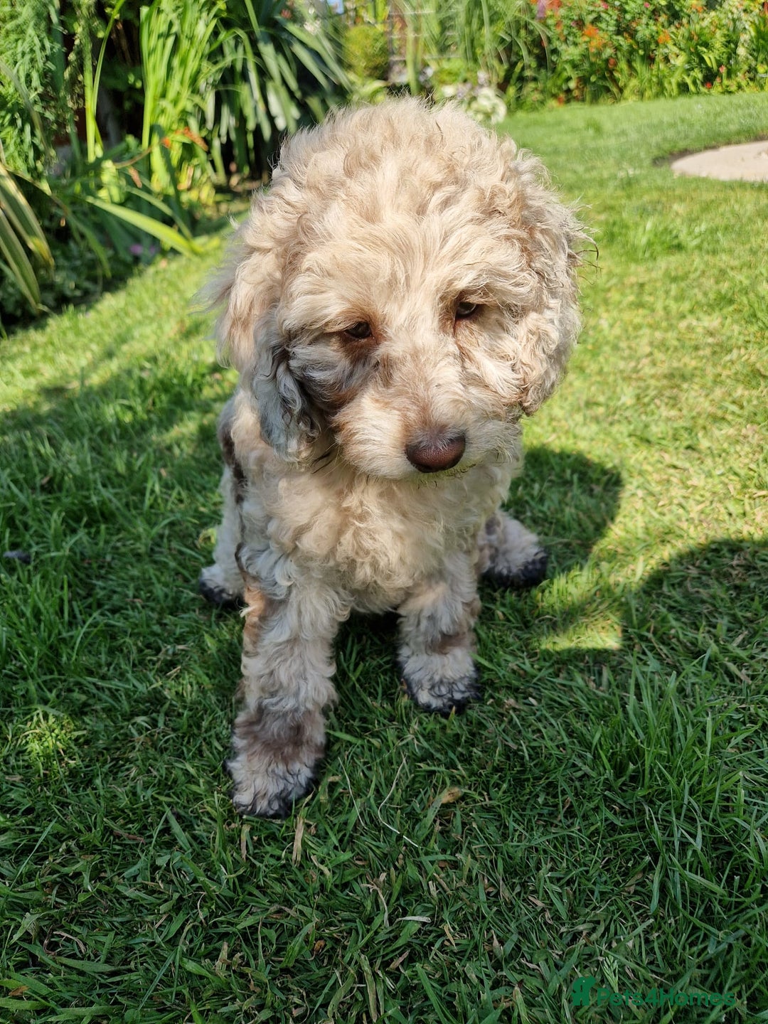Cockapoo dogs for sale: Cockerpoo 1 boy (brown) and 1 girl (Merle)  - Image 2