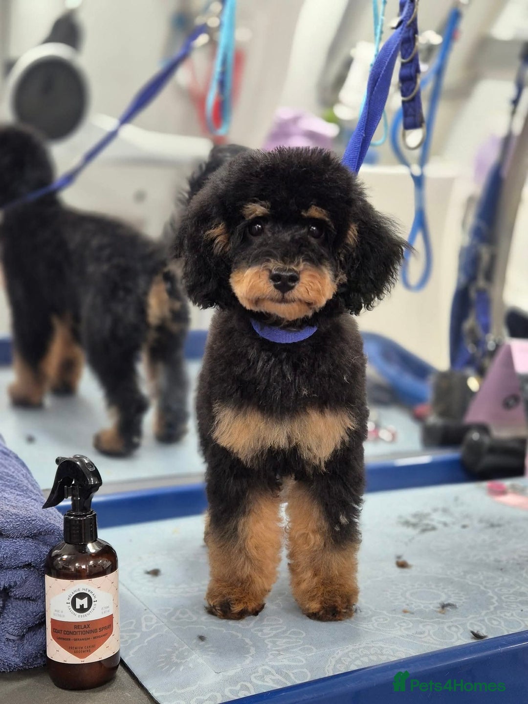 Toy Poodle dogs for sale: Toy Poodles incl. One Phantom boy - Image 8