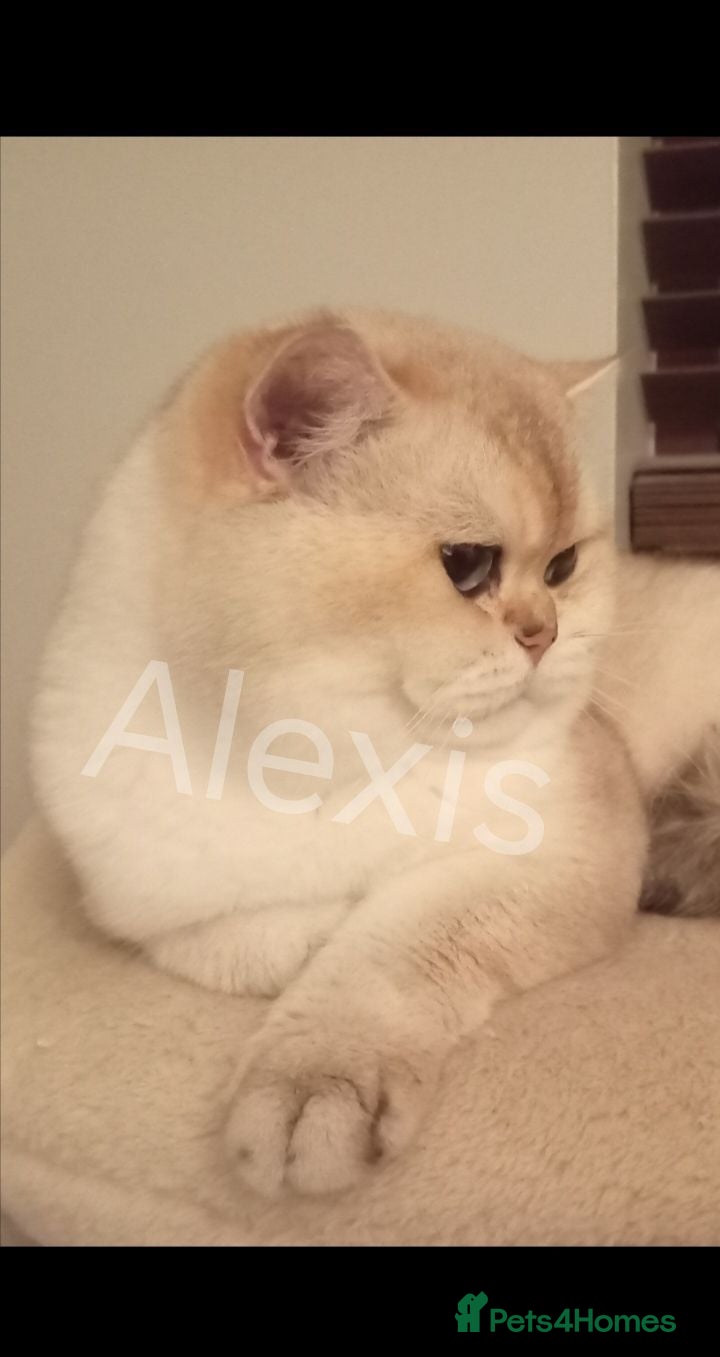 British Shorthair cats Quality GCCF British Shorthair Male  - Advert 1