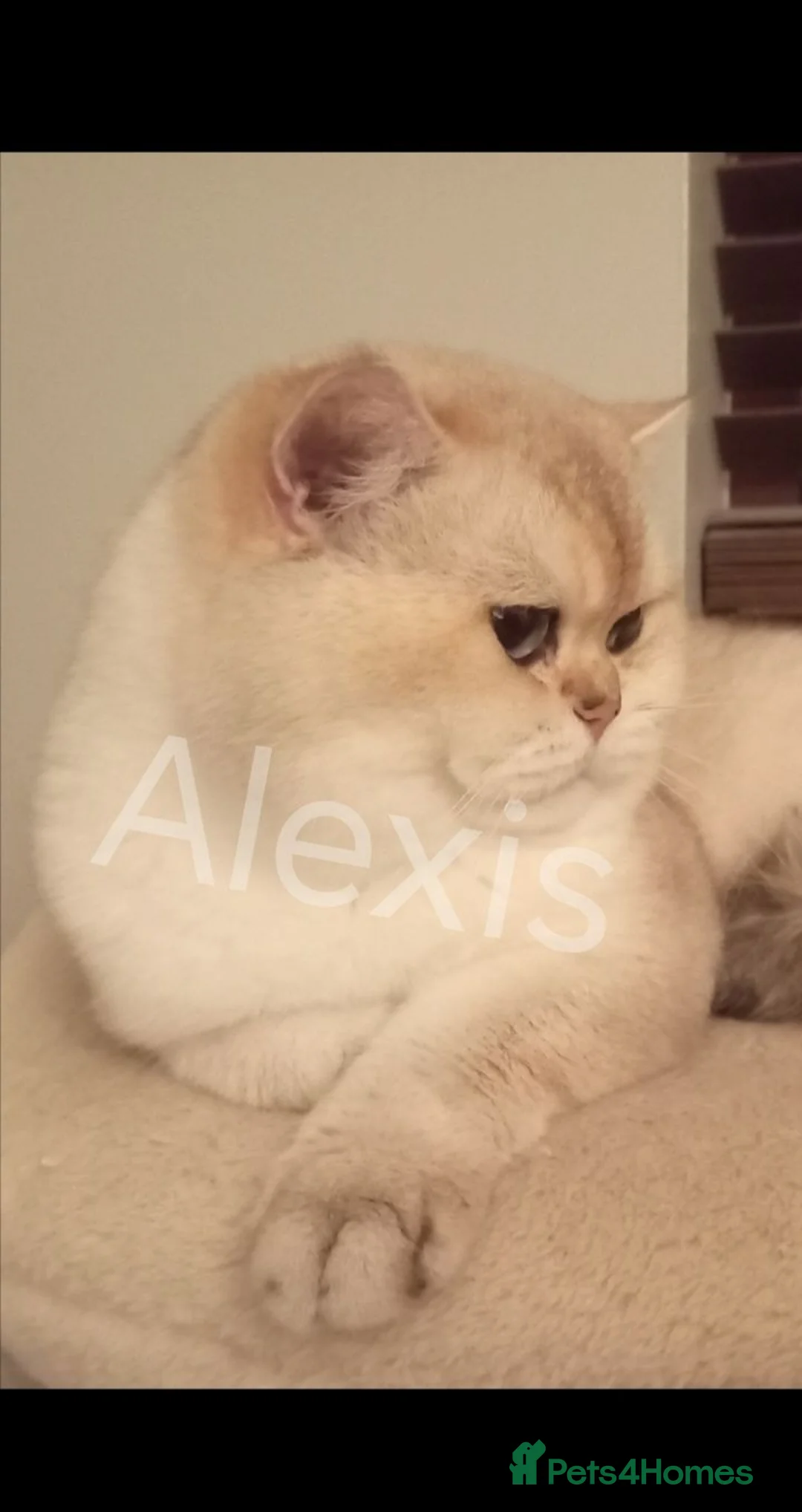 British Shorthair cats for sale: Quality GCCF British Shorthair Male  - Advert 1