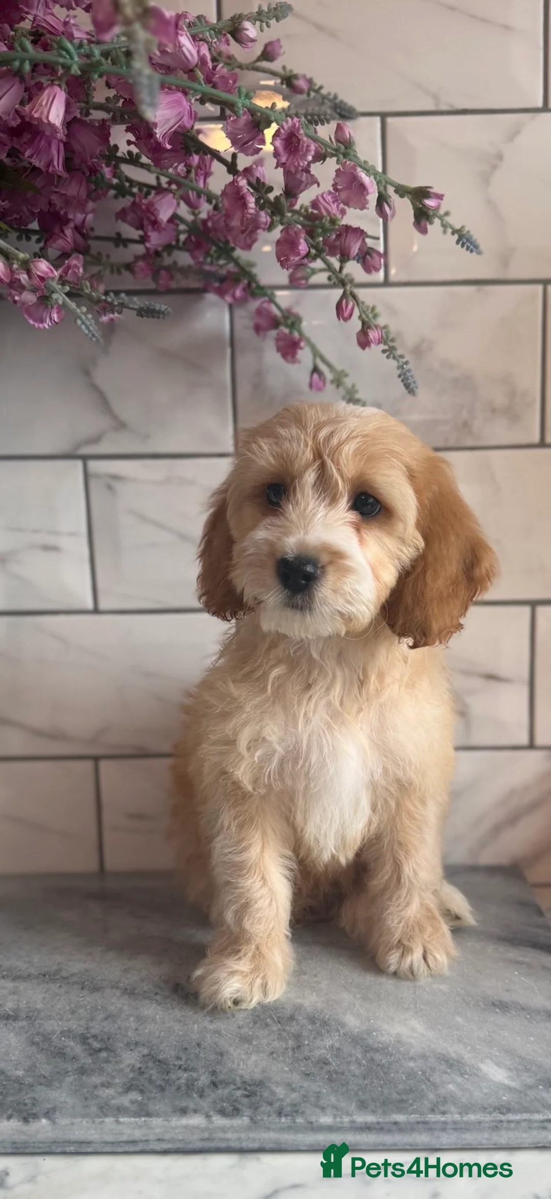 Cavapoo dogs for sale: Cavapoo boys and girls  in Ellesmere Port - Advert 24