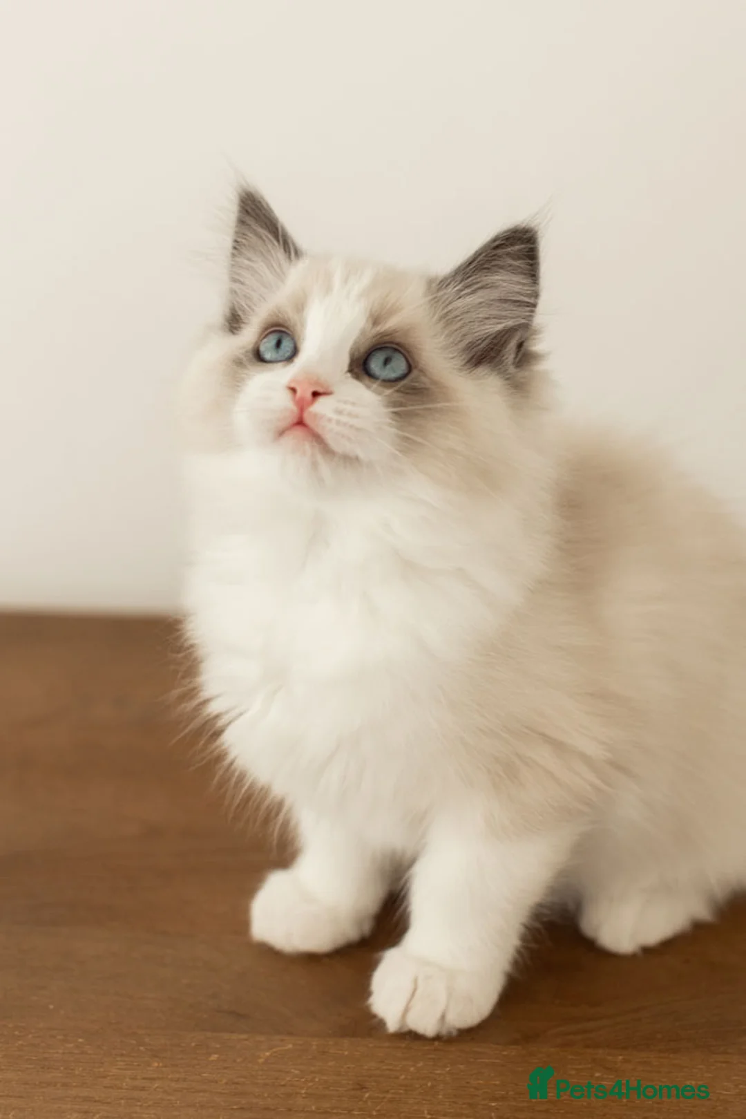 Ragdoll cats for sale: Last Blue Bicolour Ragdoll female available  - Advert 28