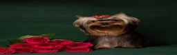 Yorkshire Terrier dogs for sale: ✨🐾 Outstanding Show Quality KC Yorkie Puppies 🐾✨ - Advert 15