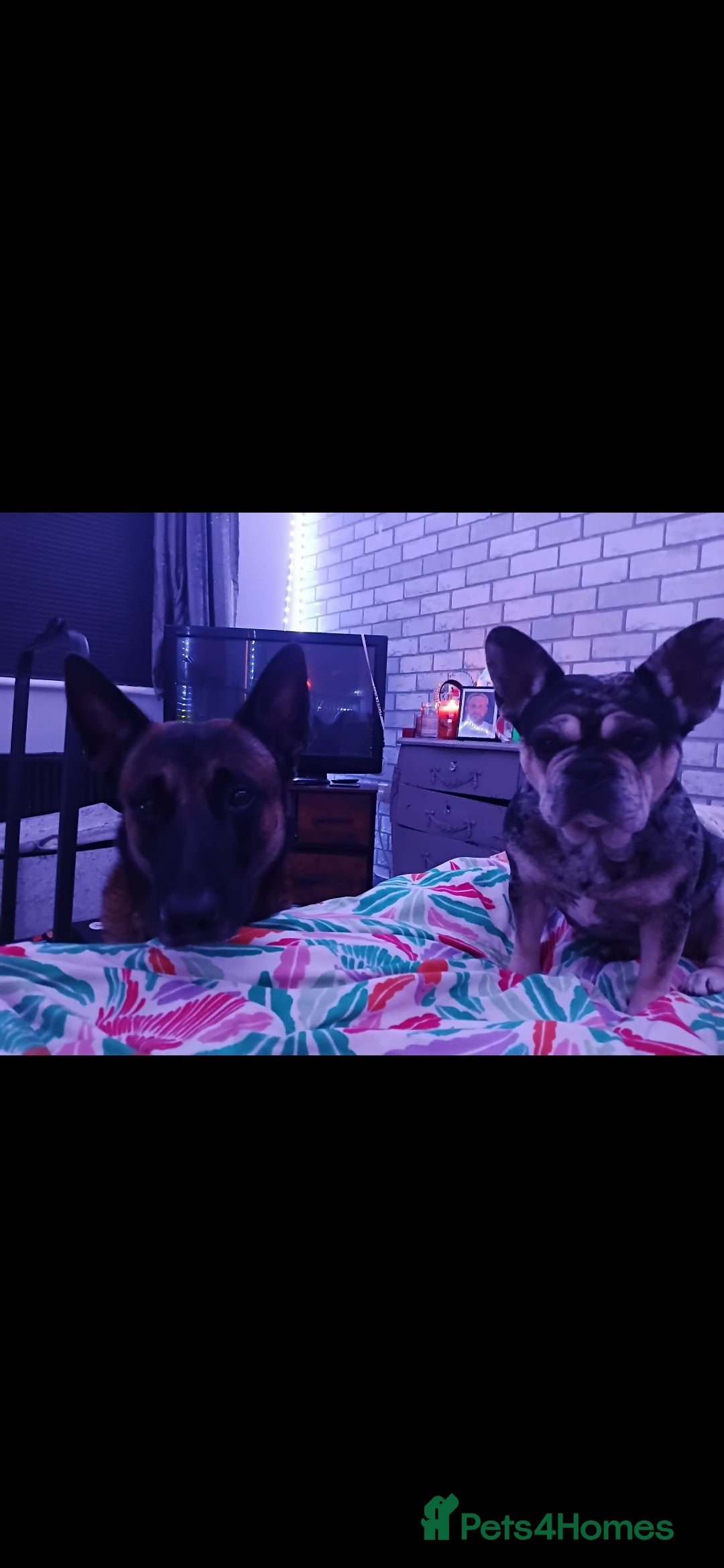 Belgian Shepherd Dog dogs for sale: Belgium Malinois  - Advert 3