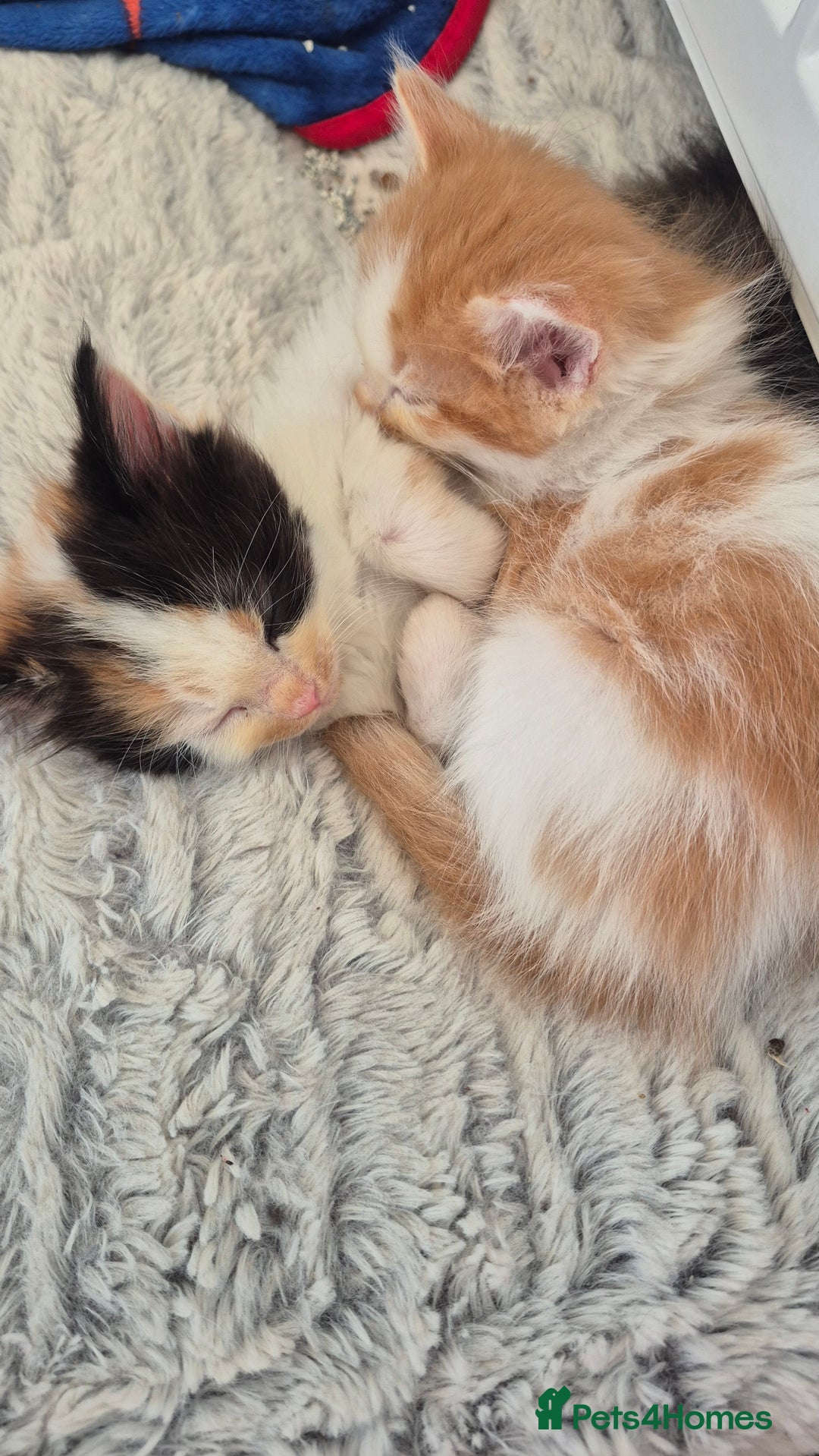 Mixed Breed cats for sale: 5 Beautiful Maine Coon/Ragdoll Kittens  - Advert 13