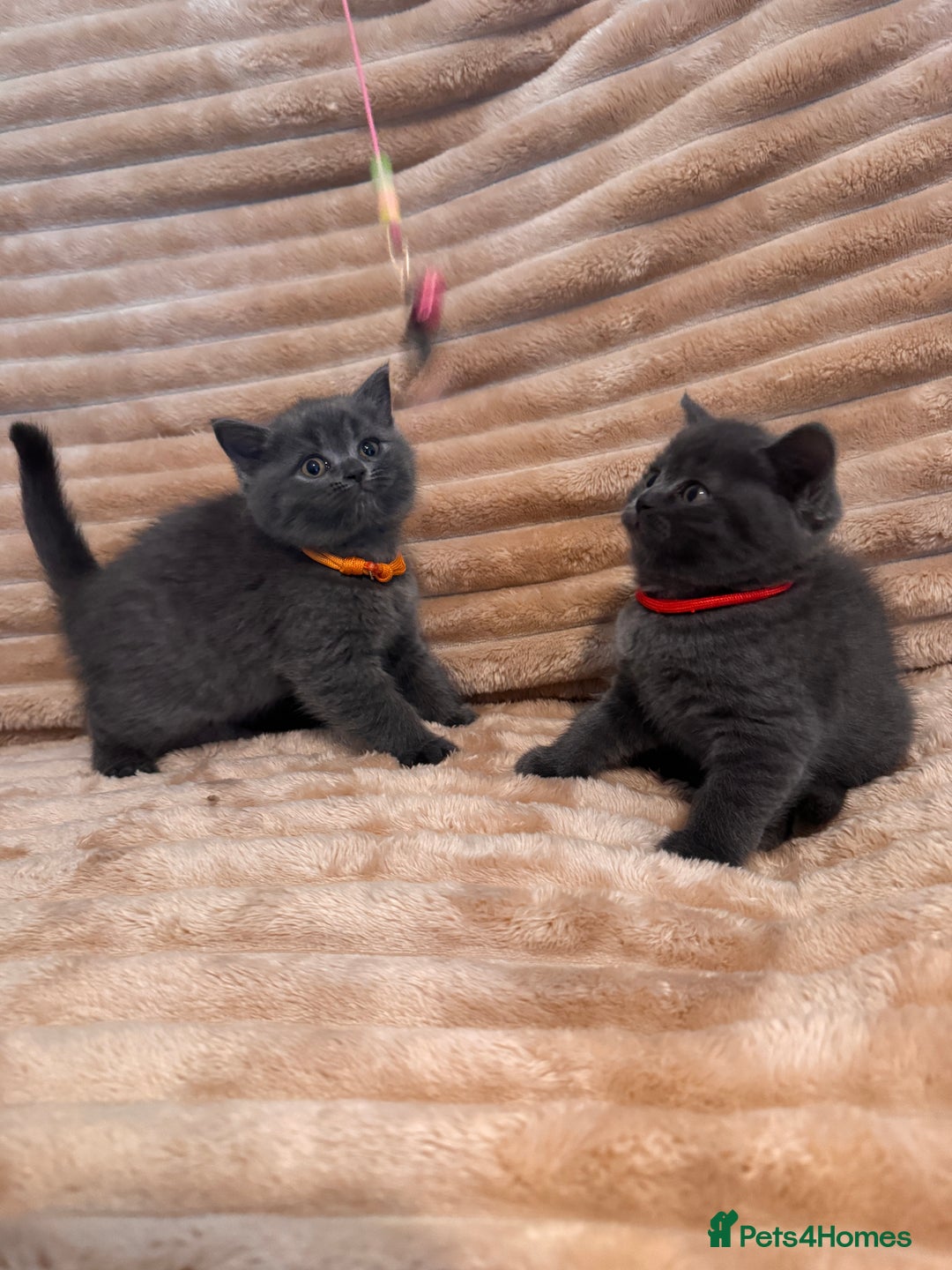 British Shorthair cats for sale: 7 lovely BSH😍 - Advert 19