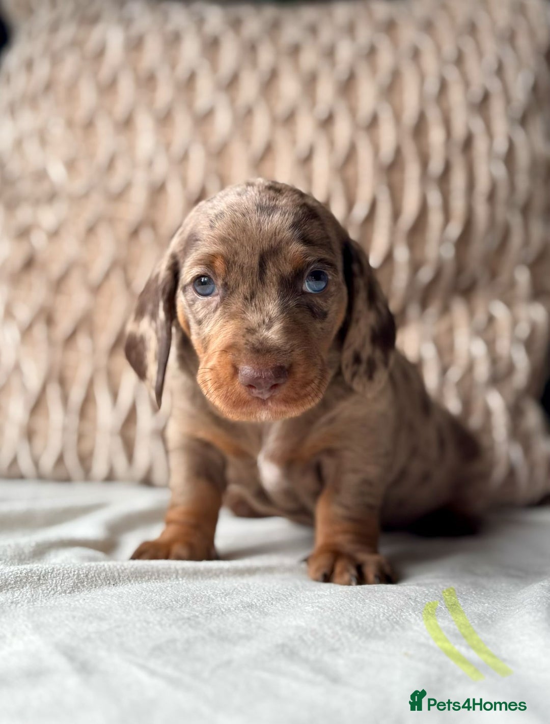 Miniature Dachshund dogs for sale: For Sale Adorable Miniature Dachshund puppies - Advert 23