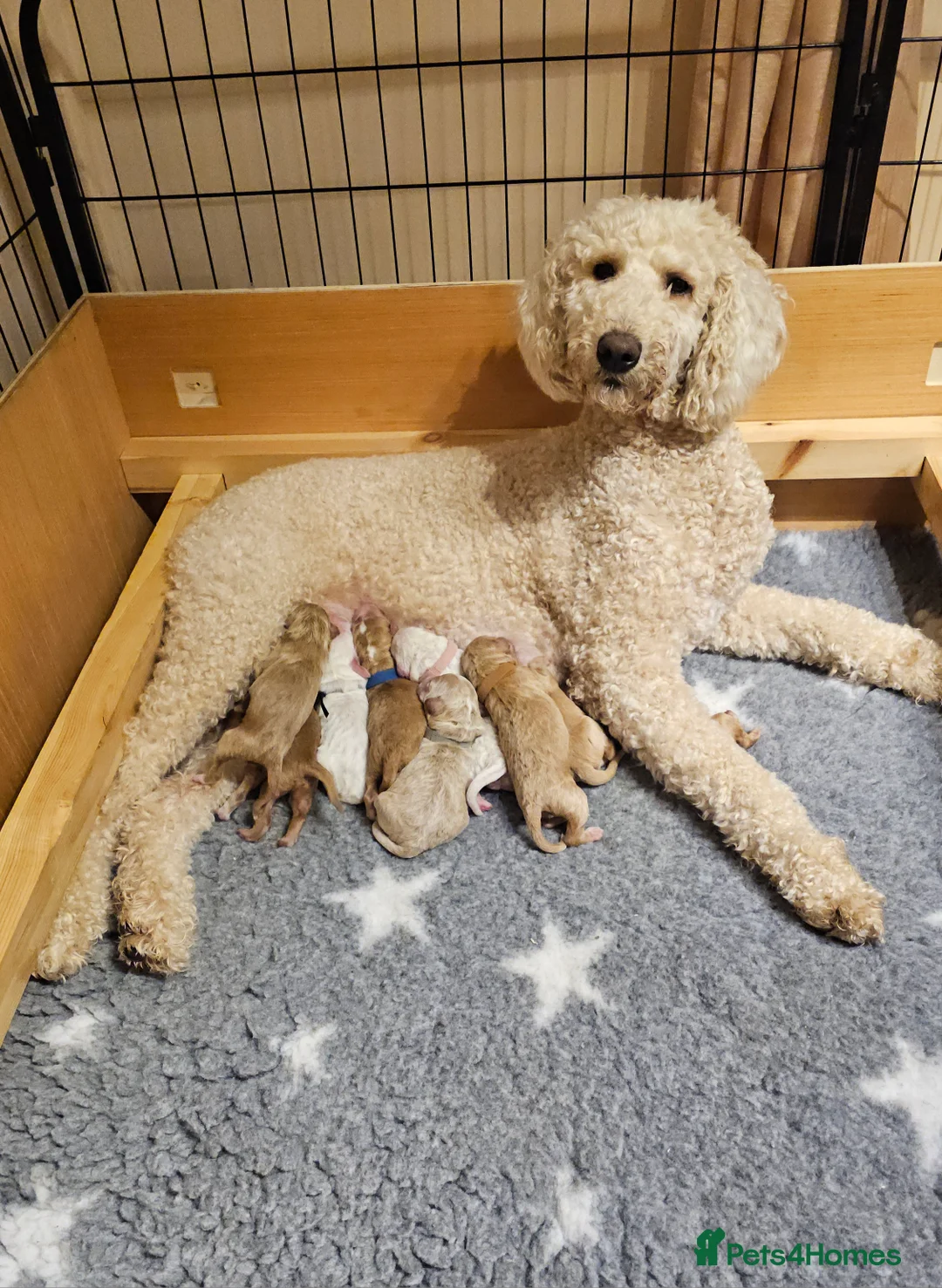 Labradoodle dogs for sale: Stunning Australian Labradoodles 🐾 - Advert 2