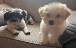 Mixed Breed dogs for sale: Jackapoo puppies - Image 14