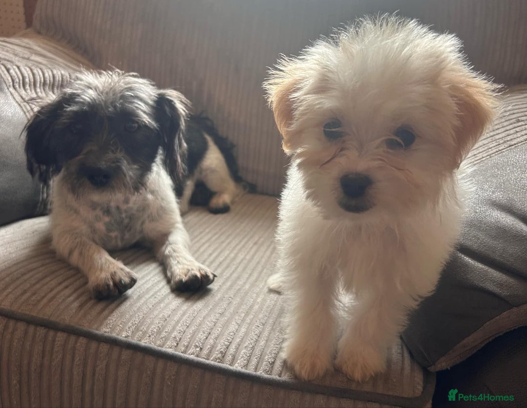 Mixed Breed dogs for sale: Jackapoo puppies - Image 14