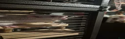 Rat rodents for sale: 4 female rats in Sheffield - Advert 5