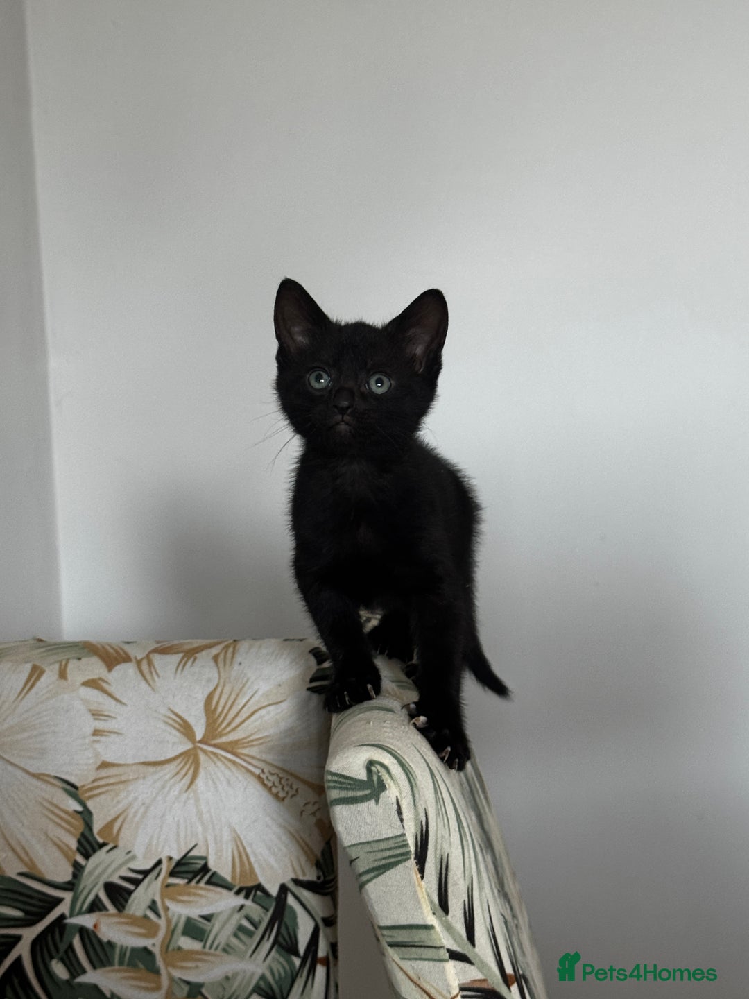 Bombay cats for sale: Bombay Cat - Advert 2