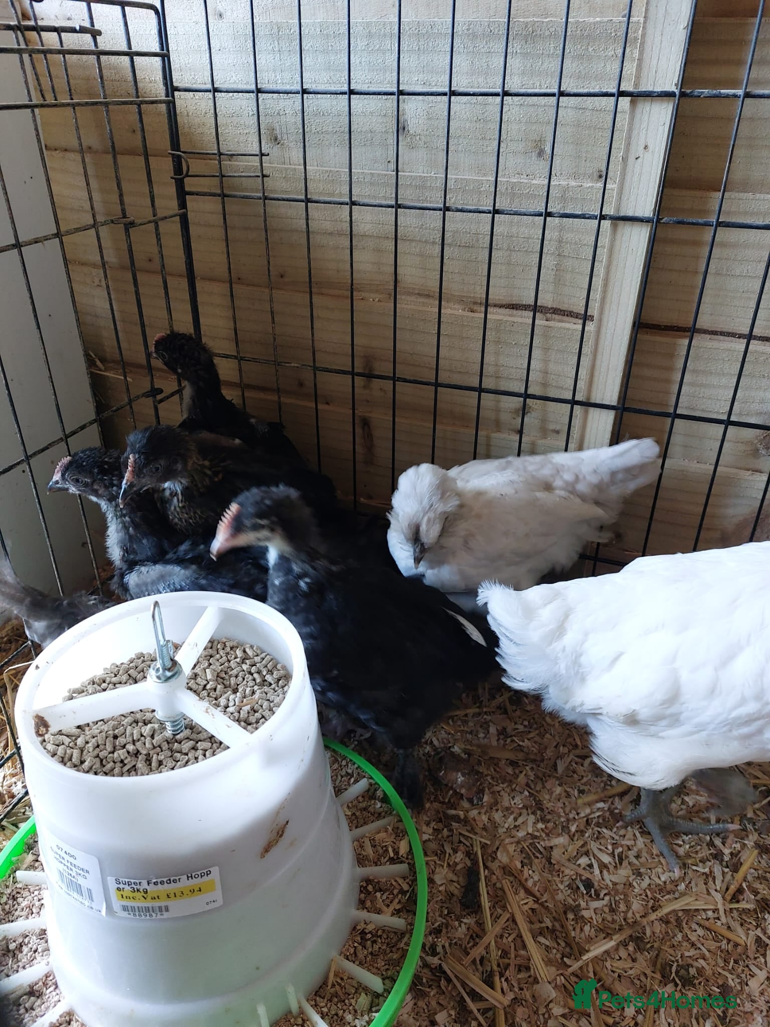 Chickens poultry for sale: Off heat chicks  - Advert 2
