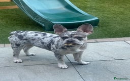 French Bulldog dogs for sale: Merle French bulldog  - Advert 2