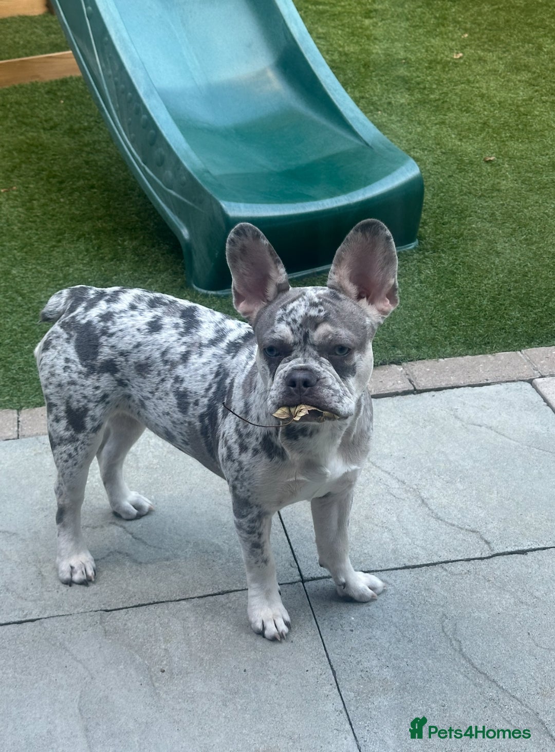 French Bulldog dogs for sale: Merle French bulldog  - Advert 2