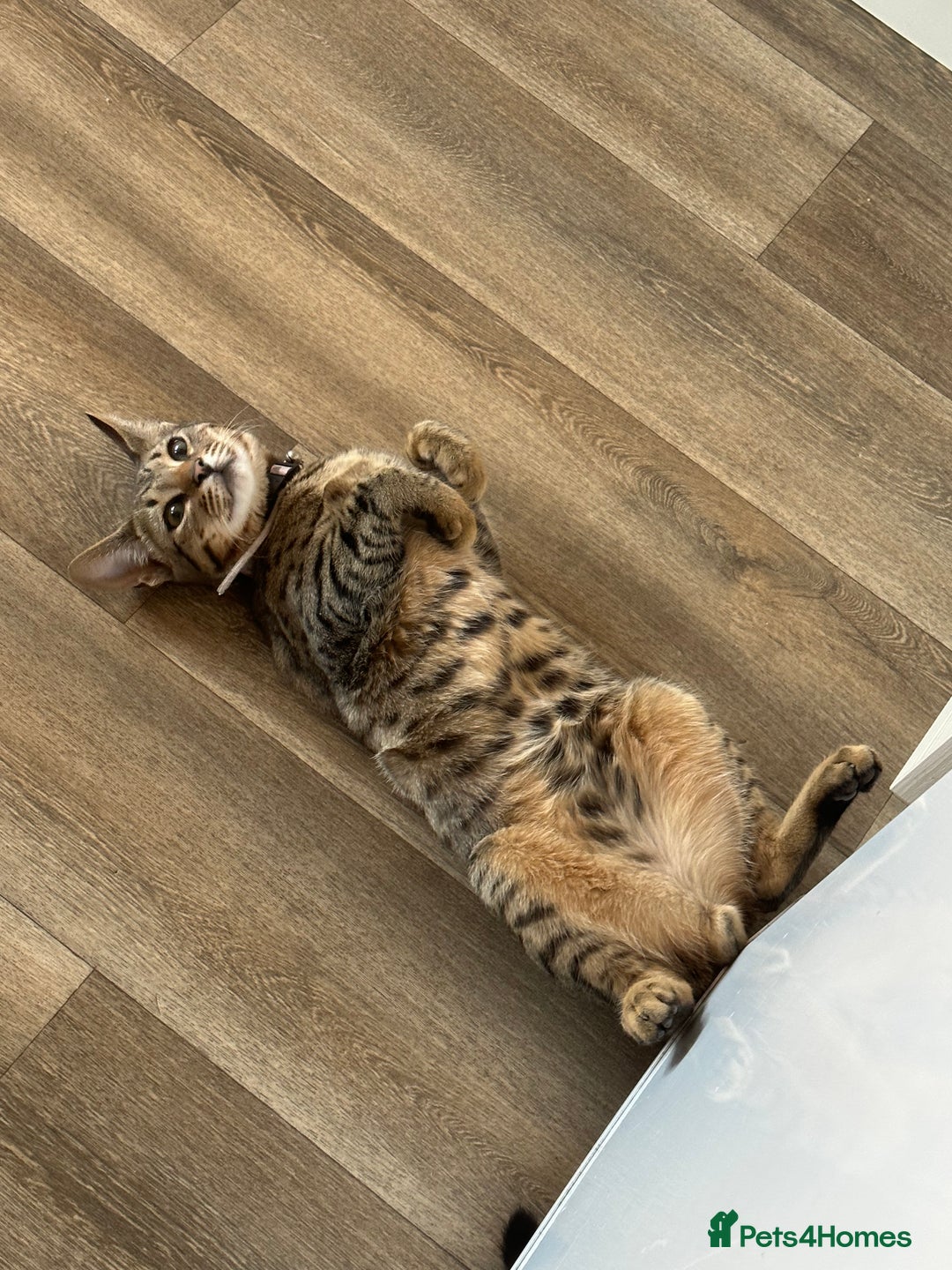 Savannah cats for sale: Male Savannah cross for sale/rehoming 3 YEARS OLD  - Advert 4