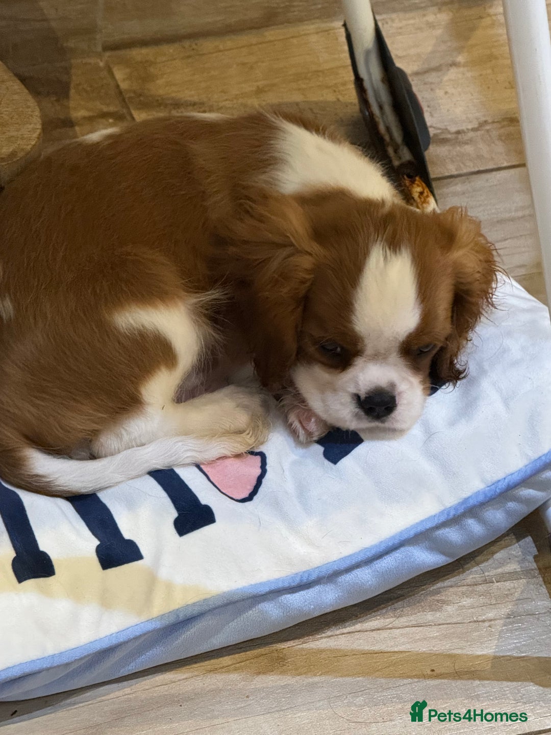 Cavalier King Charles Spaniel dogs for sale: KC Reg Health Tested Cavalier puppies  in Airdrie - Image 7