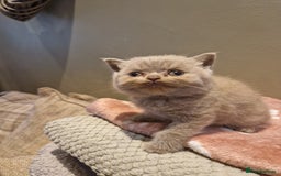 British Shorthair cats for sale: Blue and lilac British shorthair kittens  - Image 4
