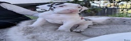 Great Dane dogs for sale: Great Danes Available–Gentle Giants in the Making - Advert 19