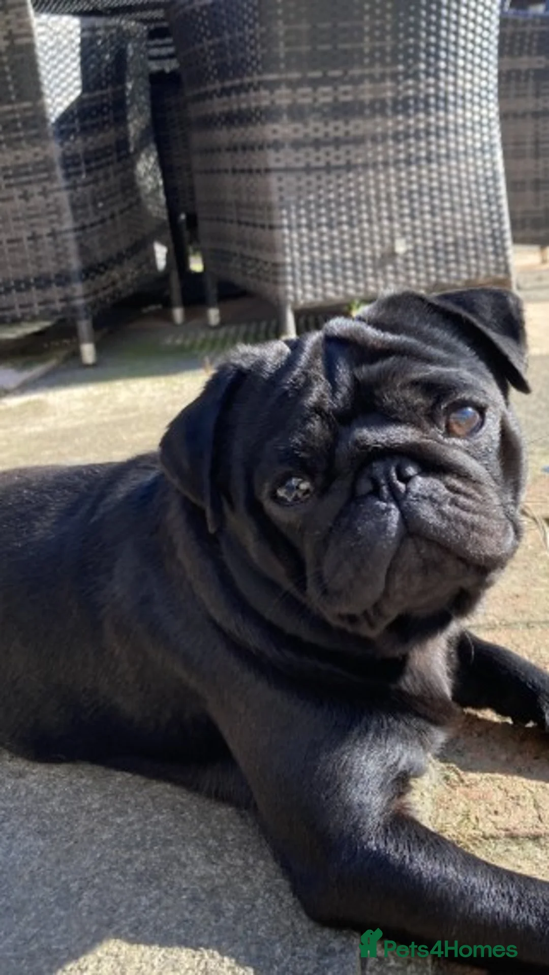 Pug dogs for stud: Health tested black pug stud  in Stevenage - Advert 5