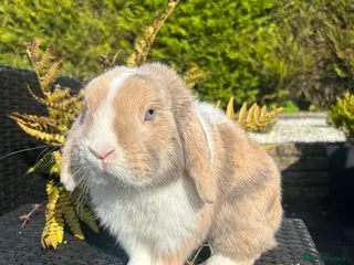 Mini Lop rabbits 18 month minilop looking food his forever home £10 - Advert 1