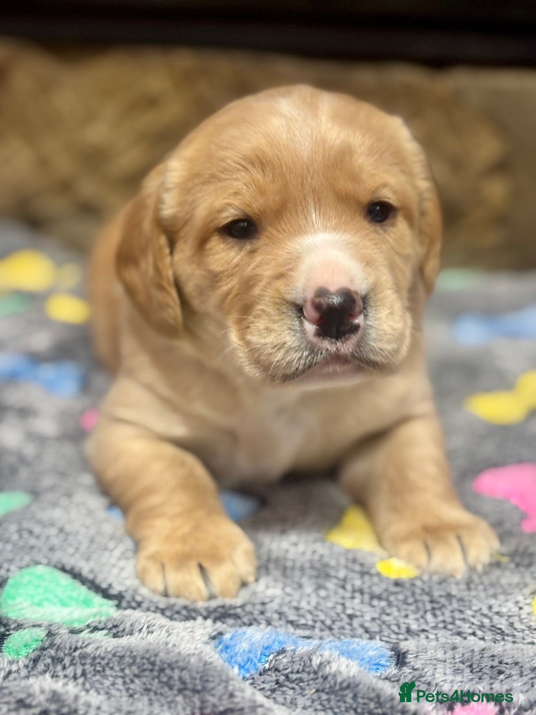 Cockerdor dogs for sale: Stunning Cockerdors - Advert 9