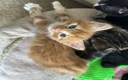 Mixed Breed cats for sale: Beautiful litter off kittens  - Image 13