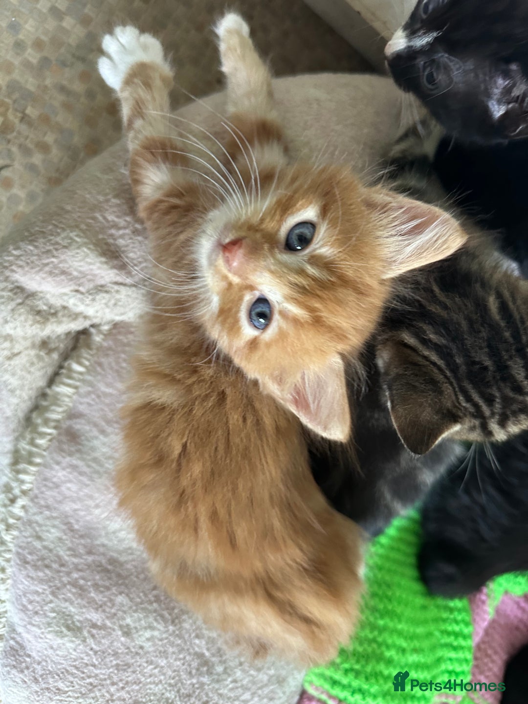 Mixed Breed cats for sale: Beautiful litter off kittens  - Image 13