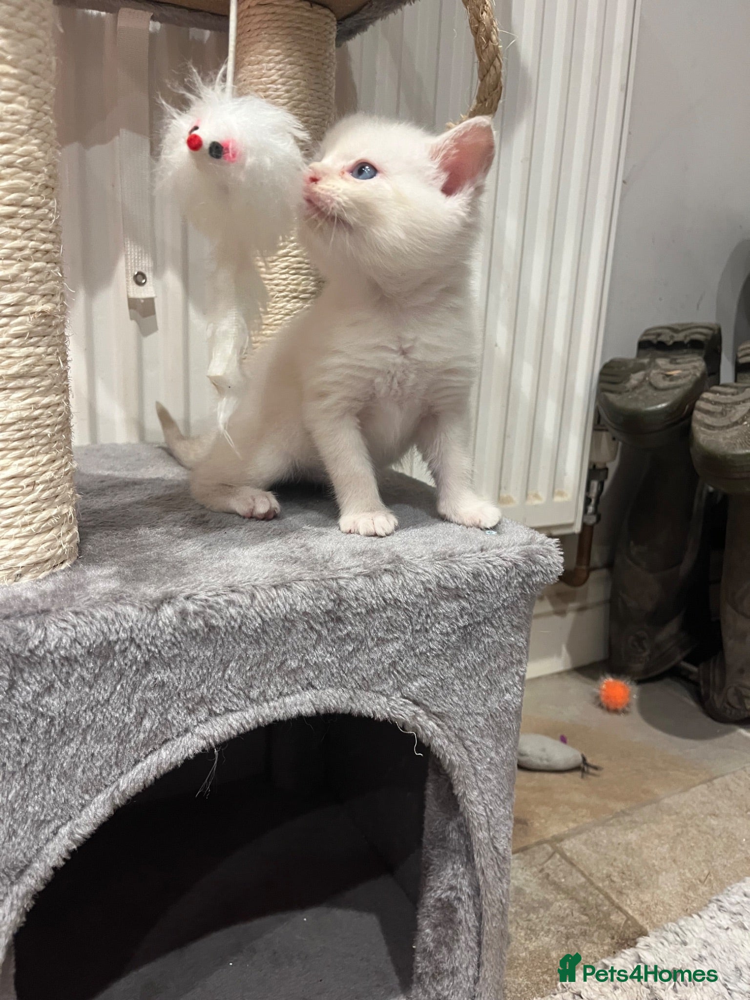 Mixed Breed cats Beautiful White Boy Kitten – Last One Left! - Advert 2