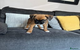 Boxer dogs for sale: Gorgeous boxer puppies for sale  - Image 11