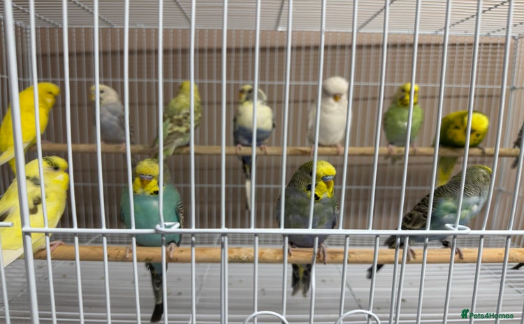 Budgerigars birds - Advert 1