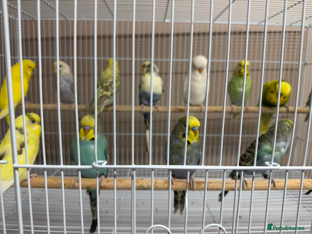 Budgerigars birds for sale: Baby budgies variety of colours  - Image 1