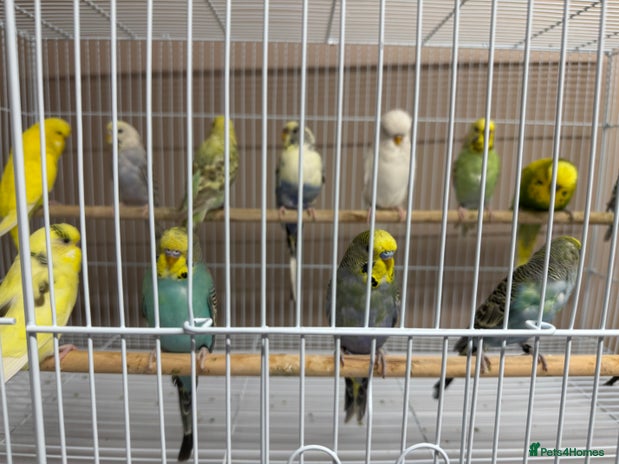 Budgerigars birds - Advert 1