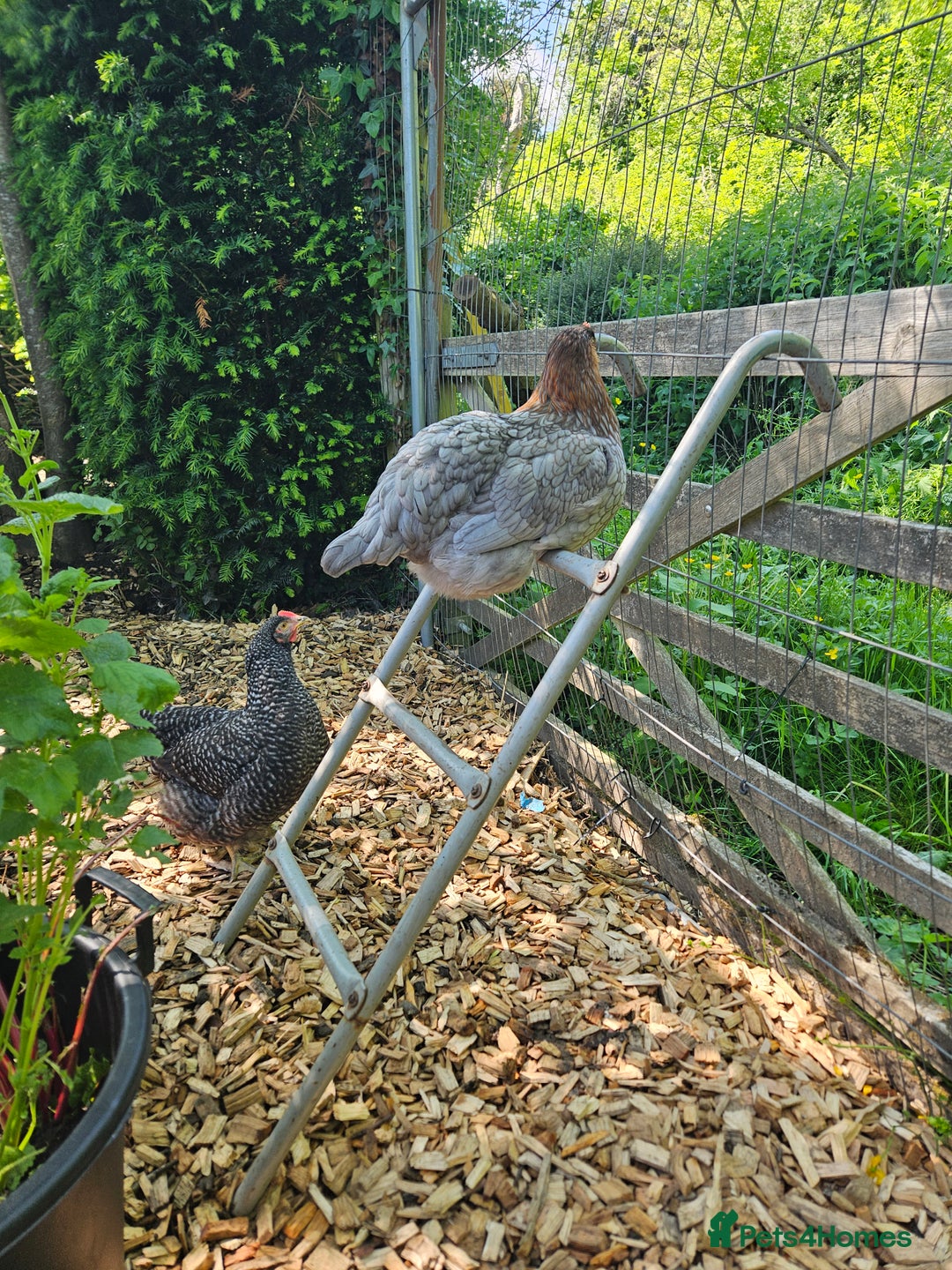 Chickens poultry for sale: Broody Hen plus 2 Egg Layers - Image 5