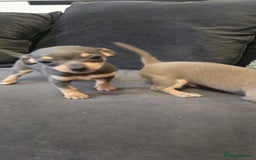 Chihuahua dogs for sale: Two males Chihuaha pups - Image 10