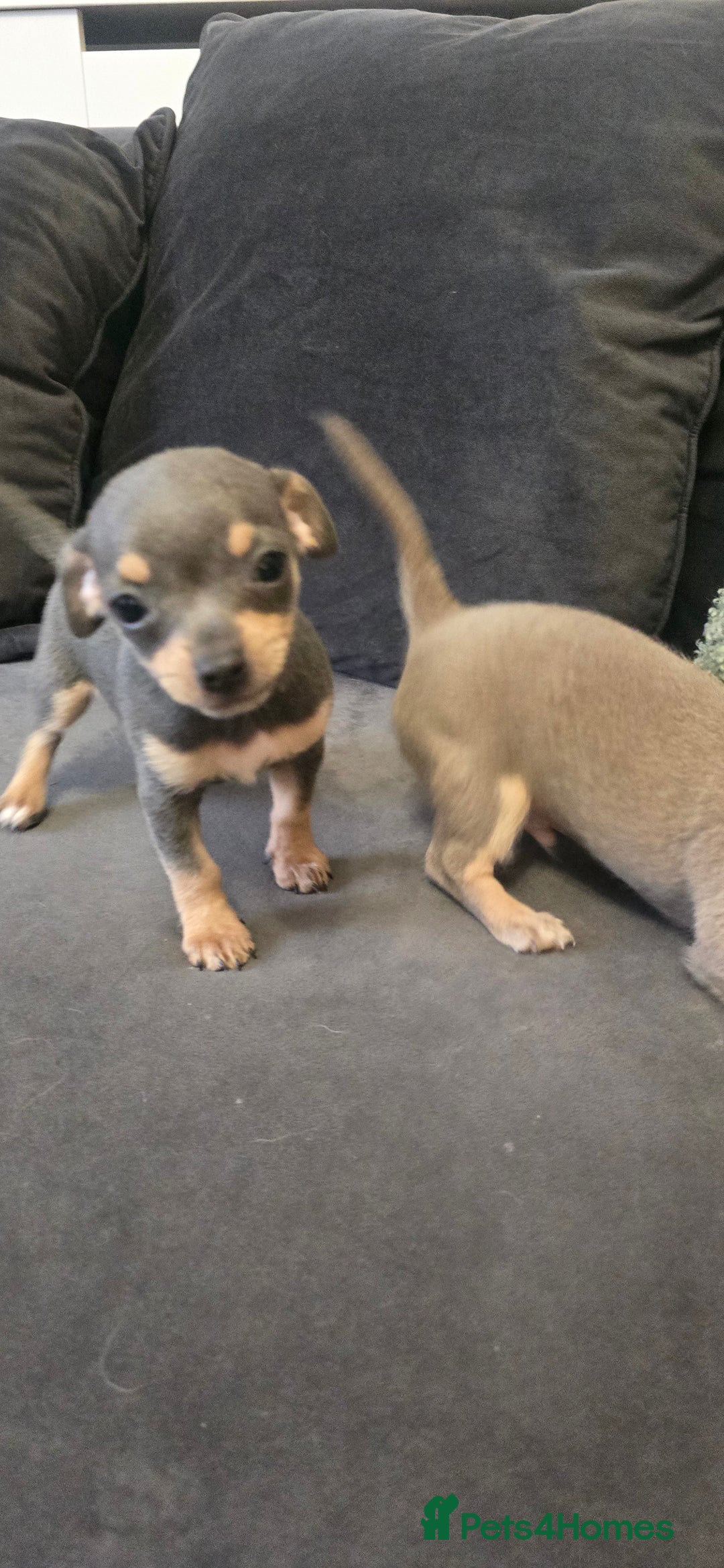 Chihuahua dogs for sale: Two males Chihuaha pups - Image 10