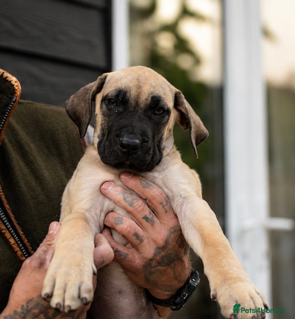 Presa Canario dogs Presa Canario puppies champion bloodlines - Advert 2