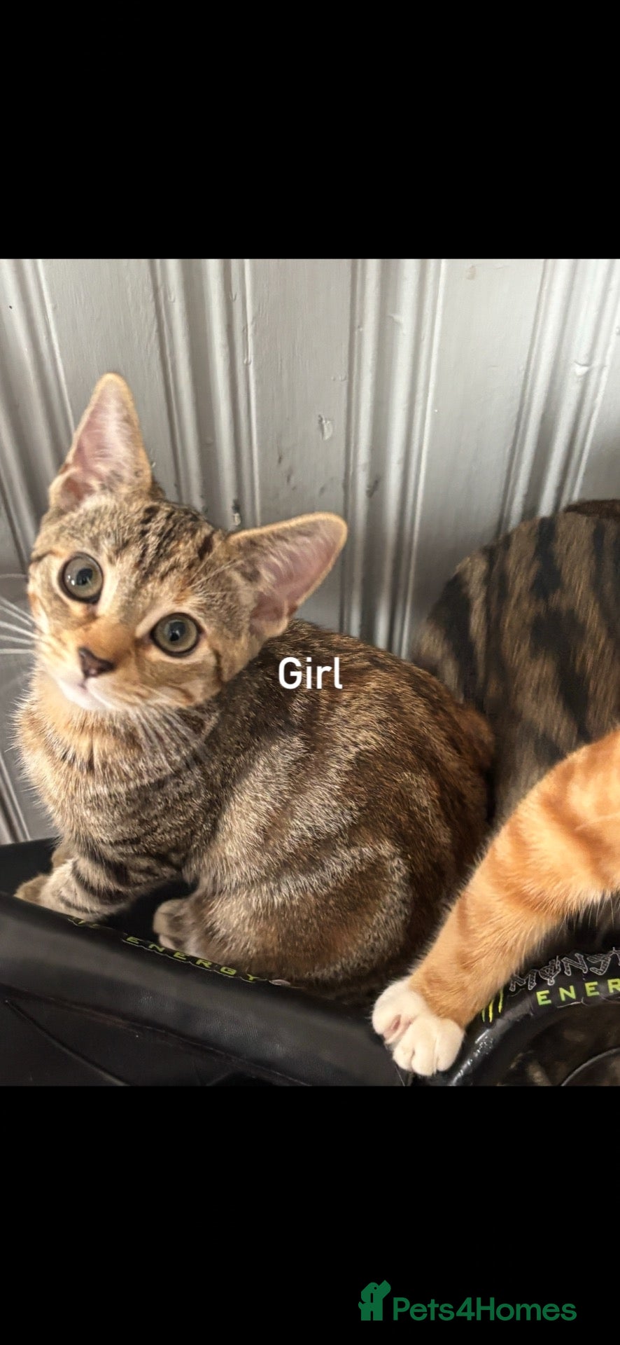 Bengal cats for sale: Gorgeous Bengal cross kittens  - Advert 15