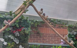 Finches birds for sale: Zebra Finches For Sale  - Image 1