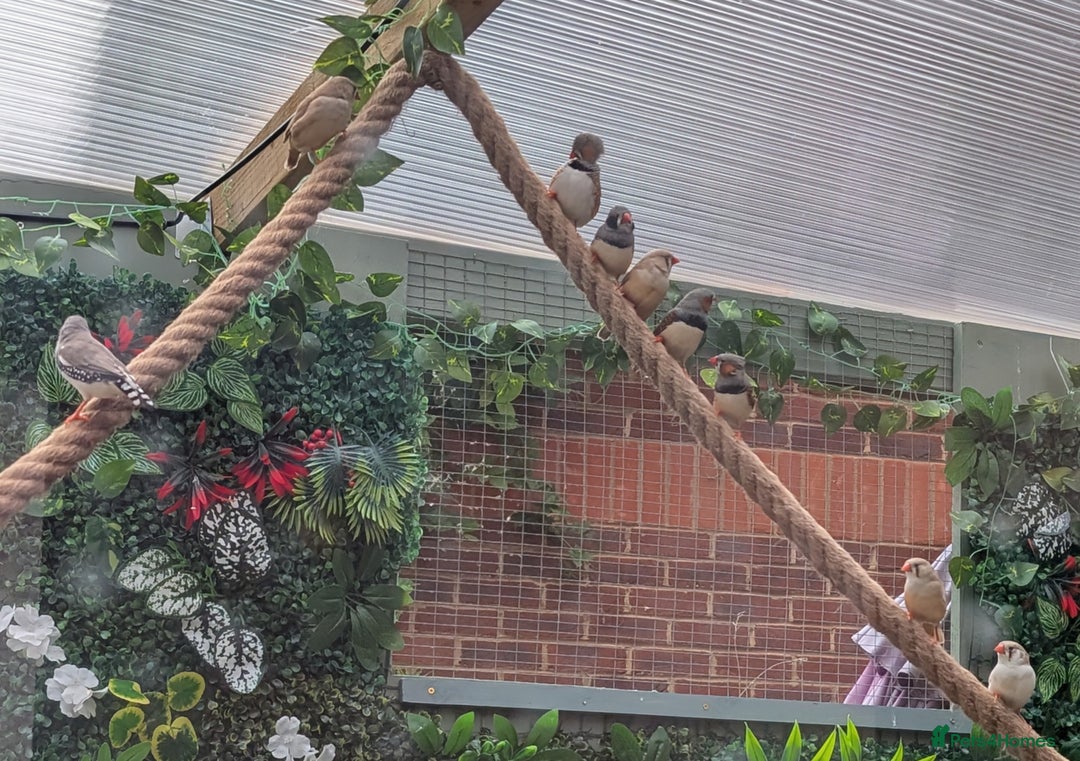 Finches birds for sale: Zebra Finches For Sale  - Image 1