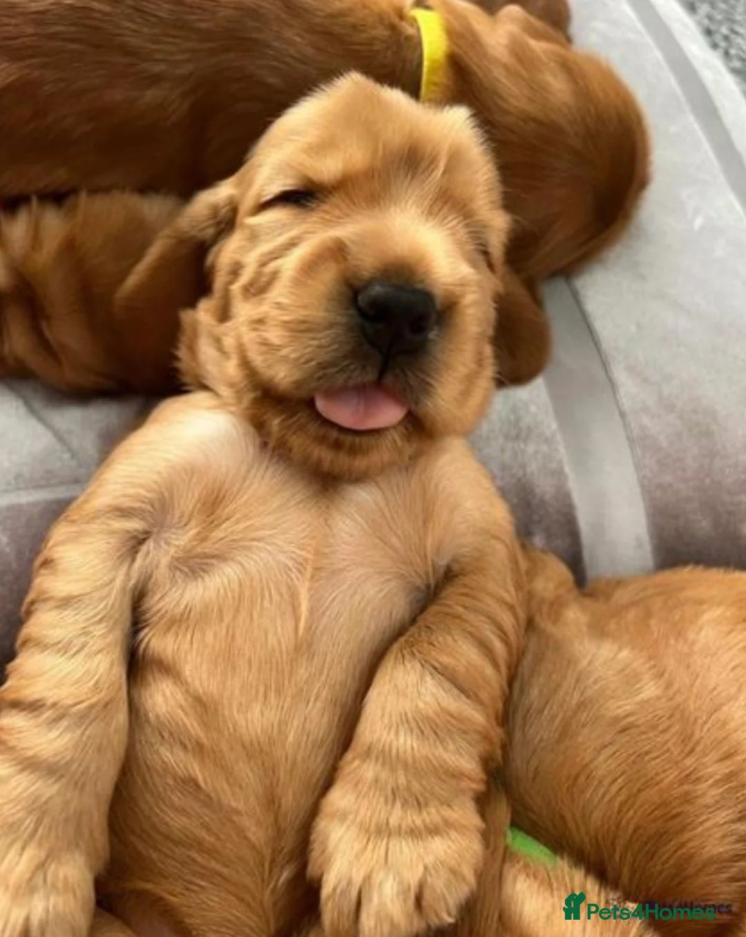 Cocker Spaniel dogs for stud: *Mungo* GOLDEN Show Cocker PEDIGREE BEST TESTED in Bradford-on-Avon - Advert 17