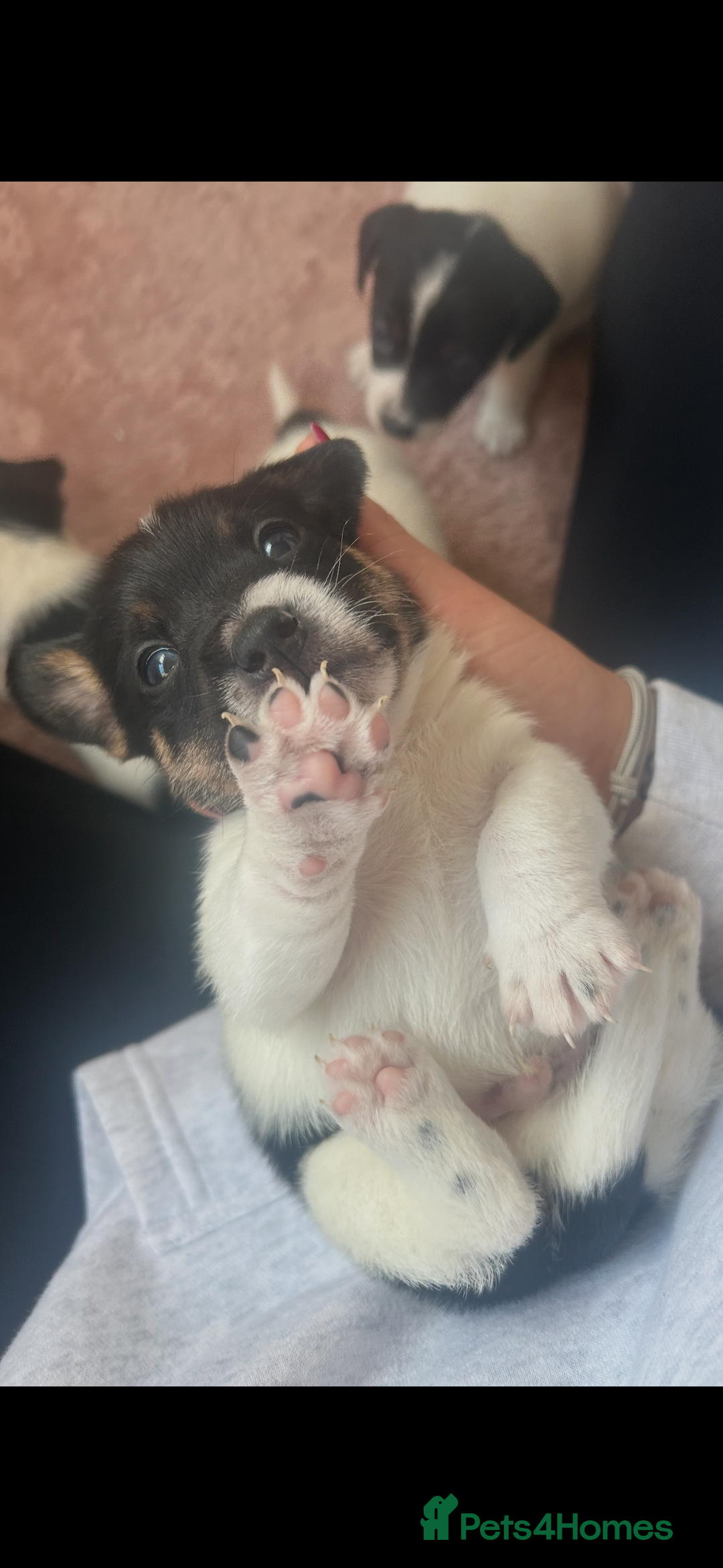Jack Russell dogs for sale: Short legged Jack Russell puppies - Advert 3