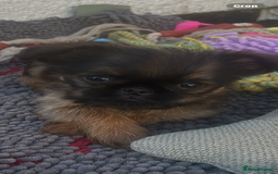 Griffon Bruxellois dogs for sale: Wolfy - Image 16